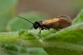 Micropterix_mansuetella_ch7718s