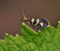 Micropterix_rothenbachii_br8241