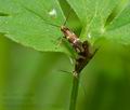 Micropterix_schaefferi_j6059s