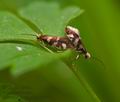 Micropterix_schaefferi_j6077s