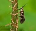 Micropterix_schaefferi_j6151s