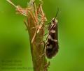 Micropterix_schaefferi_j6167s