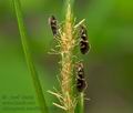 Micropterix_schaefferi_j6186s