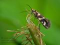 Micropterix_schaefferi_j6228s