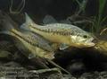 Micropterus_salmoides_hc5941