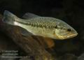 Micropterus_salmoides_hc6013