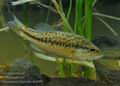 Micropterus_salmoides_hc6099