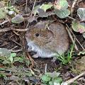 Microtus_arvalis_dd5563