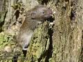 Microtus_subterraneus_ka5727