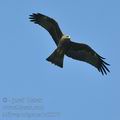 Milvus_migrans_bd0577