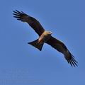 Milvus_migrans_bg8553