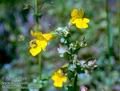 Mimulus_guttatus_10300