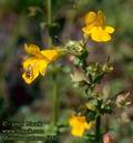 Mimulus_guttatus_6262