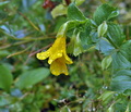 Mimulus_guttatus_bm5793