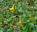 Mimulus_guttatus_bm5799