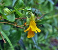 Mimulus_guttatus_bm5805