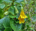 Mimulus_guttatus_bm5814