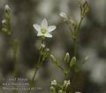 Minuartia_setacea_ab3301