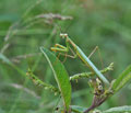 Miomantis_caffra_ba8501