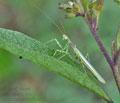 Miomantis_caffra_ba8506