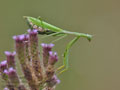 Miomantis_caffra_bb4687