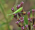 Miomantis_caffra_bb4693