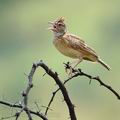 Mirafra_africana_ba7920