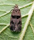 Mirificarma_maculatella_cv7901s