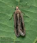 Mirificarma_mulinella_cz1229s