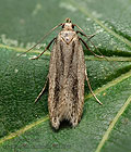 Mirificarma_mulinella_dz7574s