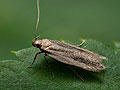 Mirificarma_mulinella_dz7594s
