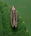 Mirificarma_mulinella_dz7620s