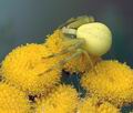 Misumena_vatia_af7975