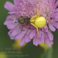 Misumena_vatia_ai0449