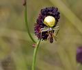 Misumena_vatia_bs2673