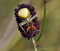 Misumena_vatia_bs2676