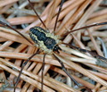 Mitopus_morio_ag2593