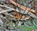 Mitopus_morio_ag2600