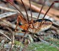 Mitopus_morio_ag2603