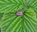 Mitopus_morio_bj5729