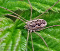 Mitopus_morio_bj5740