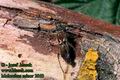 Molorchus_minor_2060