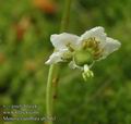 Moneses_uniflora_ab2661