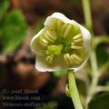 Moneses_uniflora_bc3336