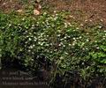 Moneses_uniflora_bc3993