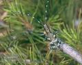 Monochamus_galloprovincialis_10126
