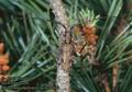Monochamus_galloprovincialis_6884