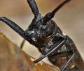 Monochamus_sartor_bs3394