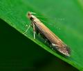 Monochroa_cytisella_jg0660s