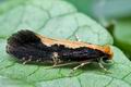 Monopis_obviella_cc3048s